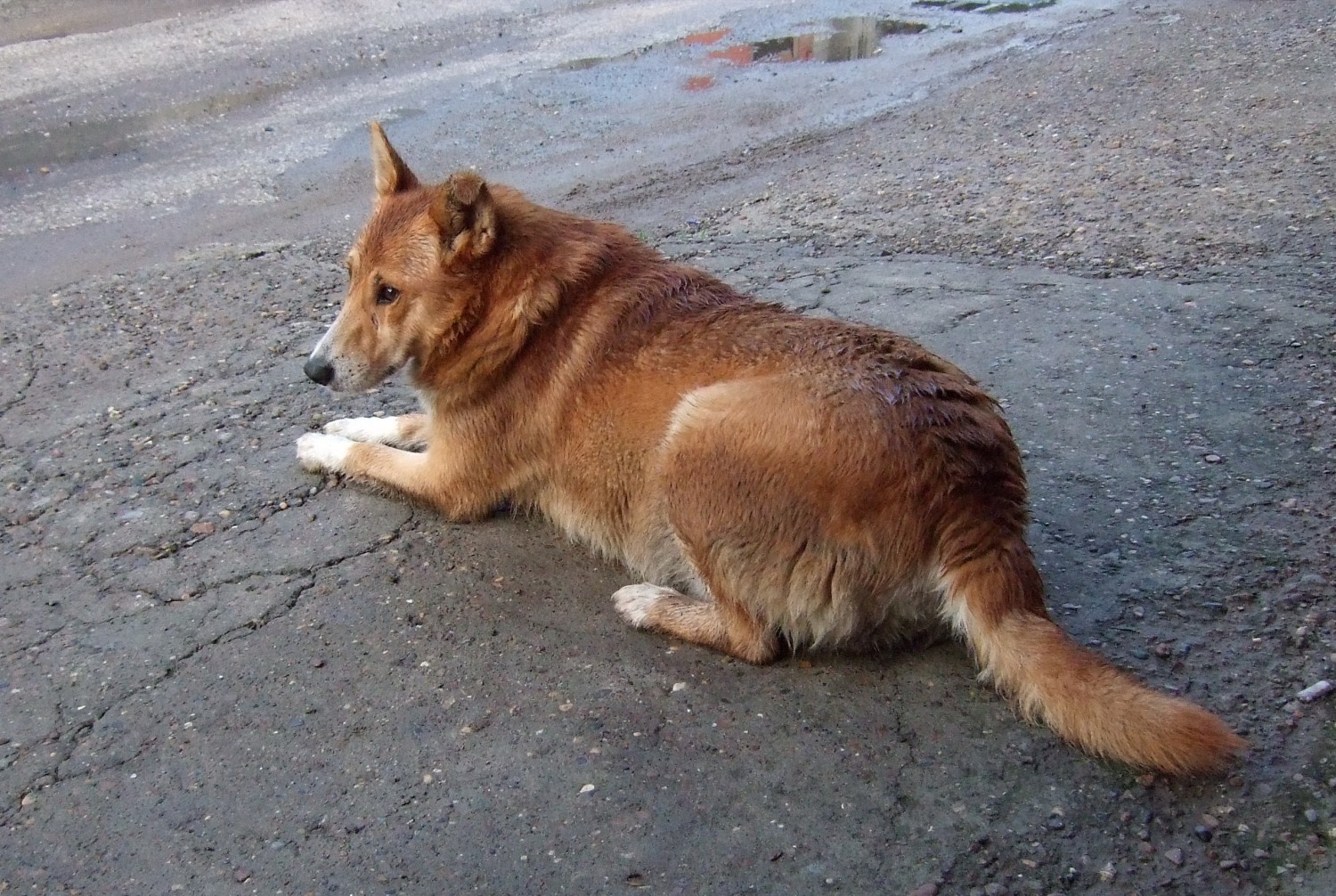 Рыжий_Пёс.jpg