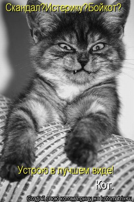 котэ.jpg