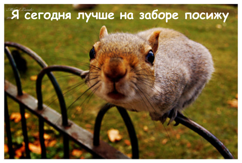 белка.jpg