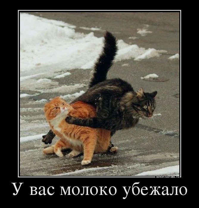 42378941_u-vas-moloko-ubezhalo.jpg