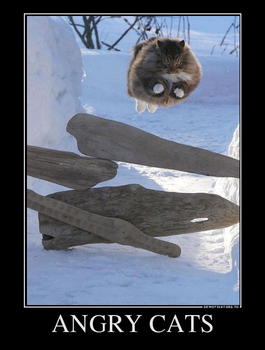61895764_angry-cats.jpg