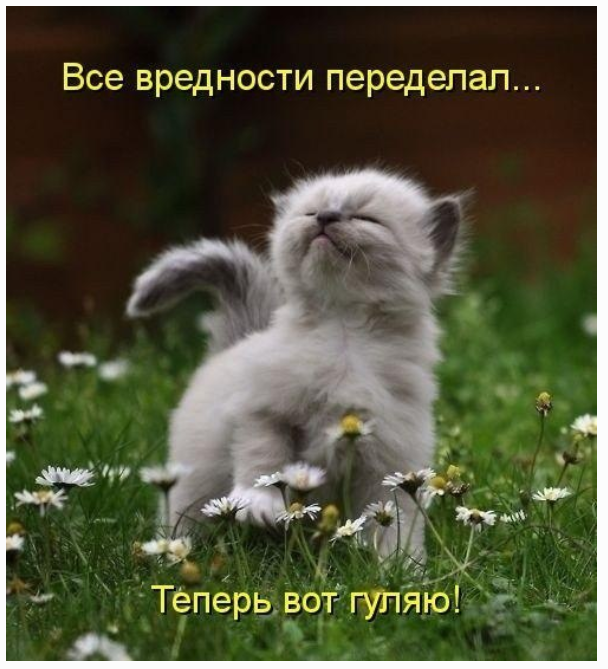 kote.png