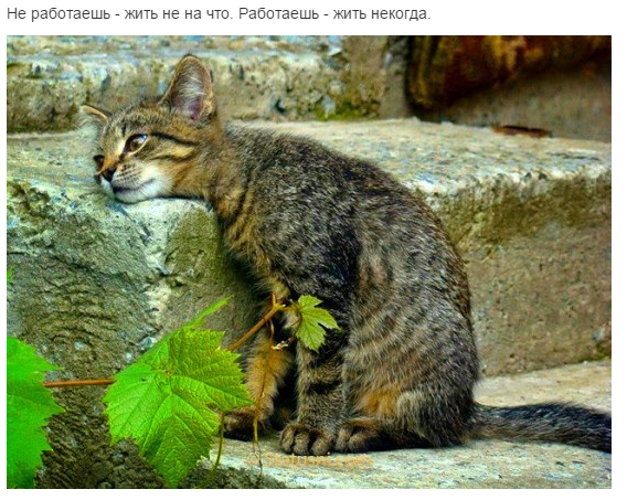 kote.png