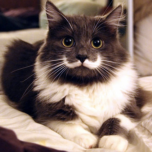 Most-Famous-Felines-034.jpg