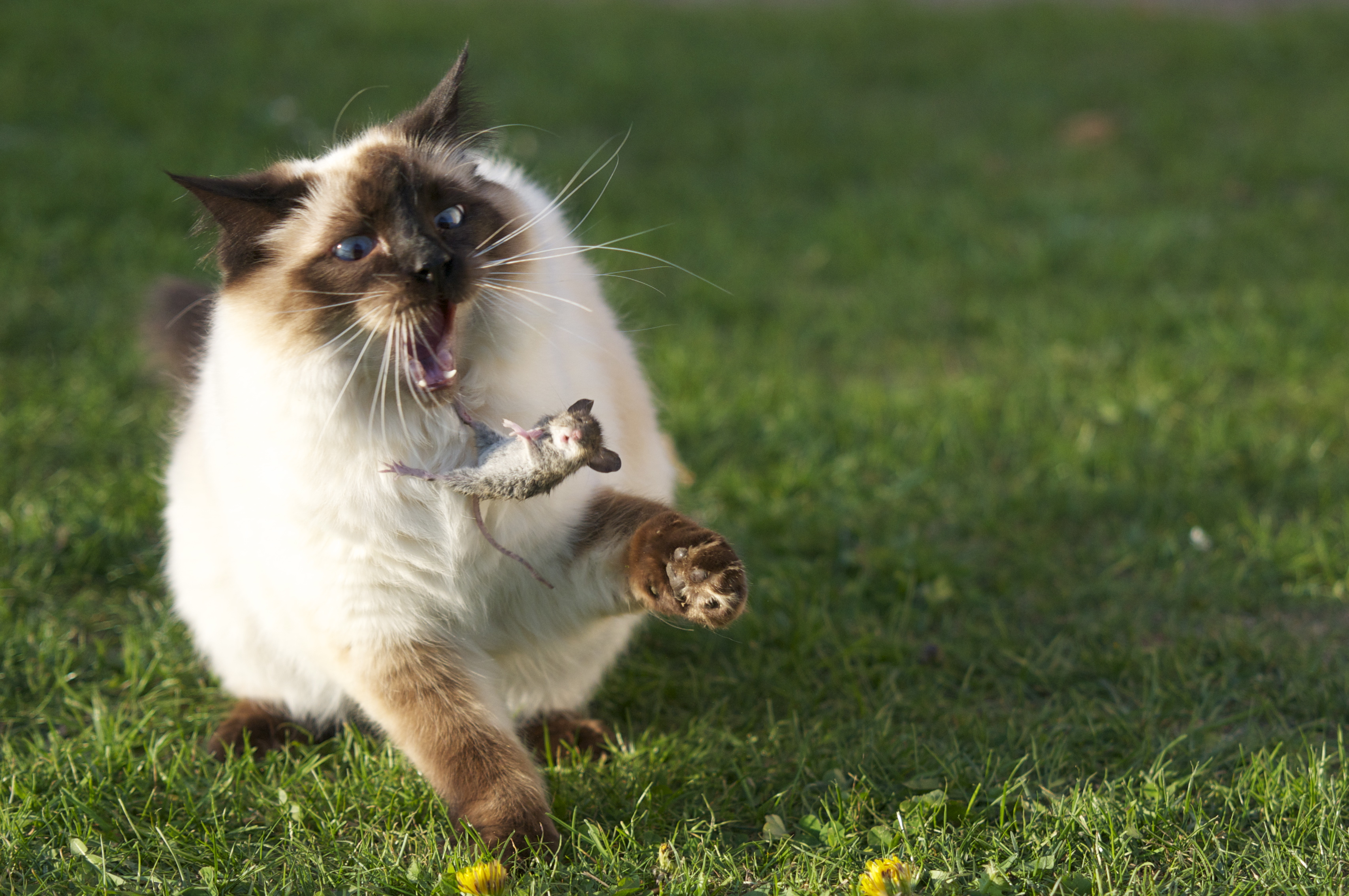 Large_Siamese_cat_tosses_a_mouse.jpg