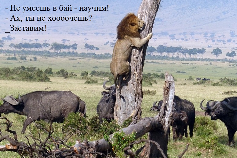 Лев_на_дереве.jpg