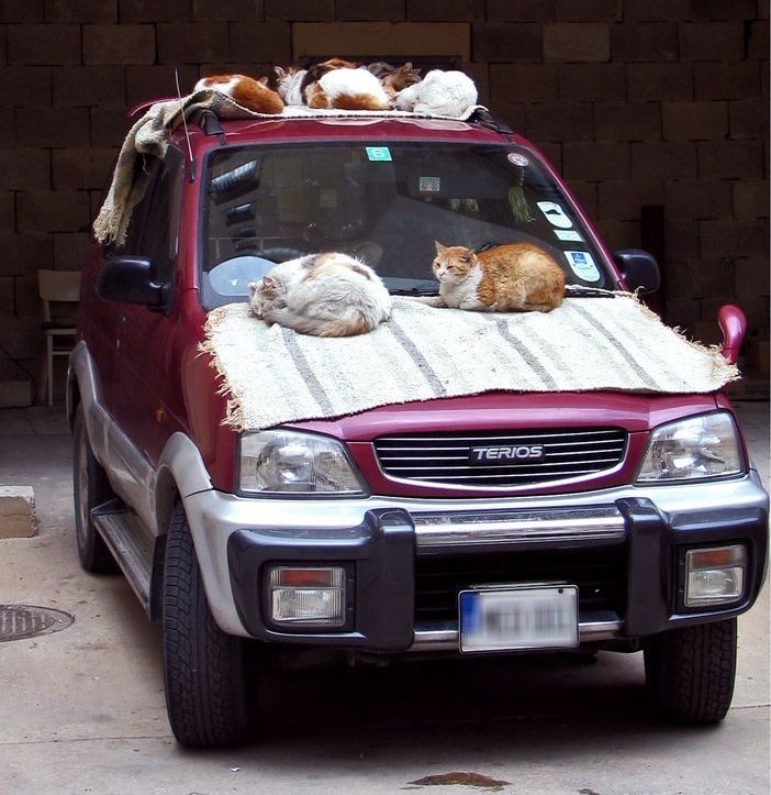 cats.jpg