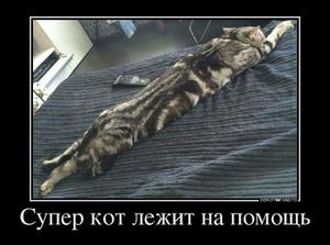 78316567_super-kot-lezhit-na-pomosch.thumbnail.jpg