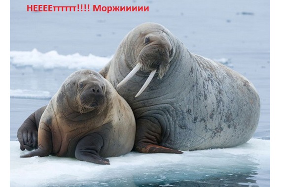Нет_маржи.jpg