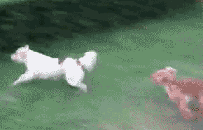 0_914b0_58ff6a0c_orig.gif