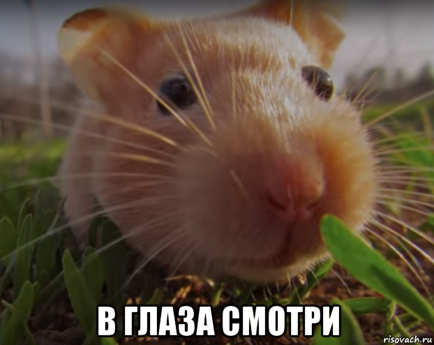 взгляд_смерти.png