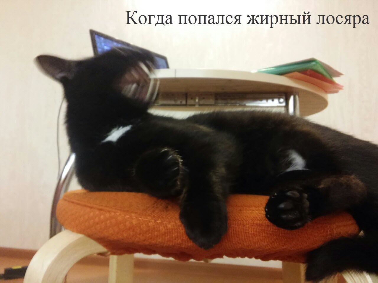 котолось.jpg