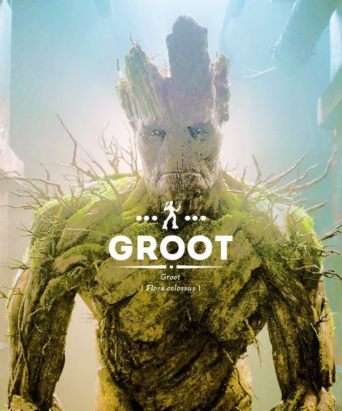 groot.jpg