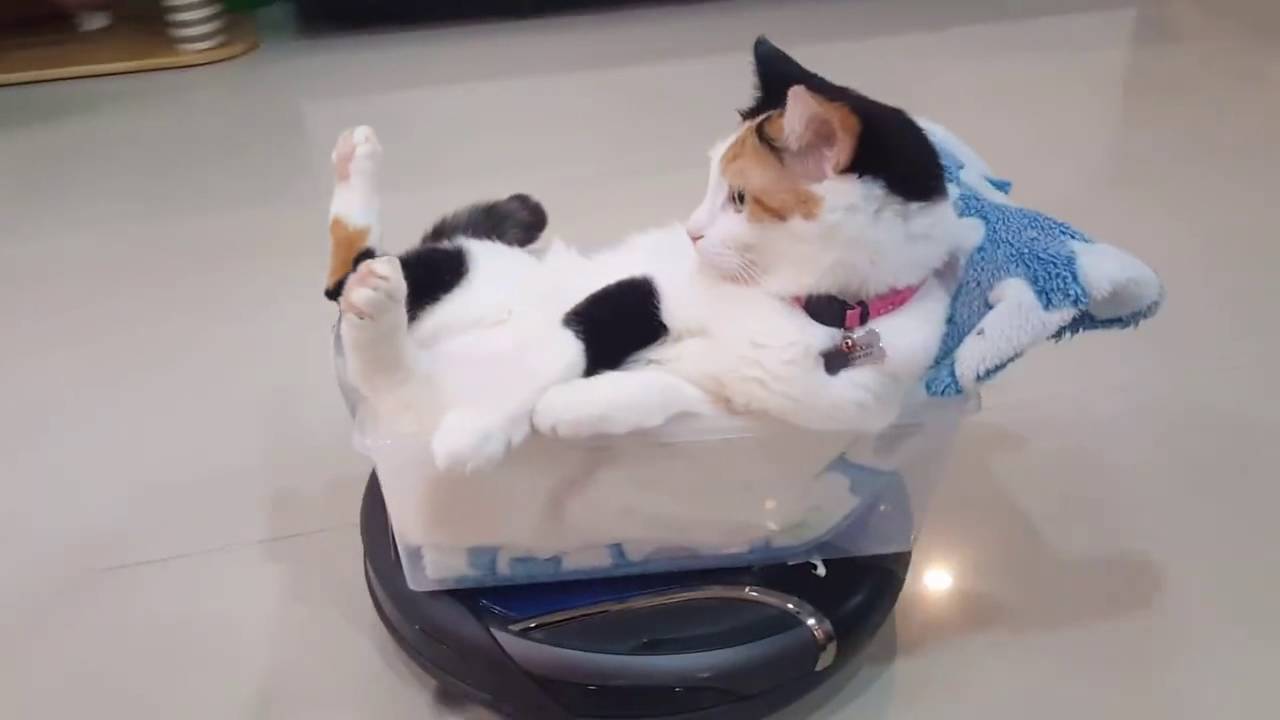 watch-funny-videos-cat-rides-roo.jpg