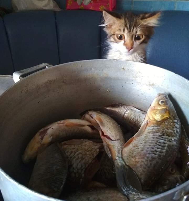 Кот.jpg
