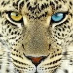 Аватар PantherFX