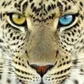 Аватар PantherFX