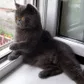 Аватар ALEX_SPB_RU