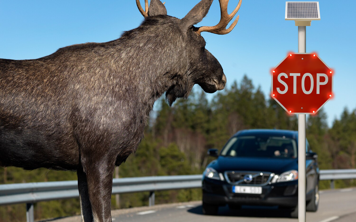 Volvo-XC60-moose-test-1.png.0567486bc54350710de9aa21e893f345.png