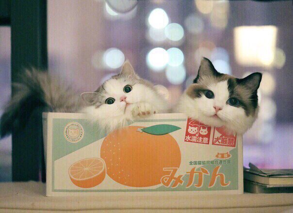 nqwAkM9wfQ4.jpg