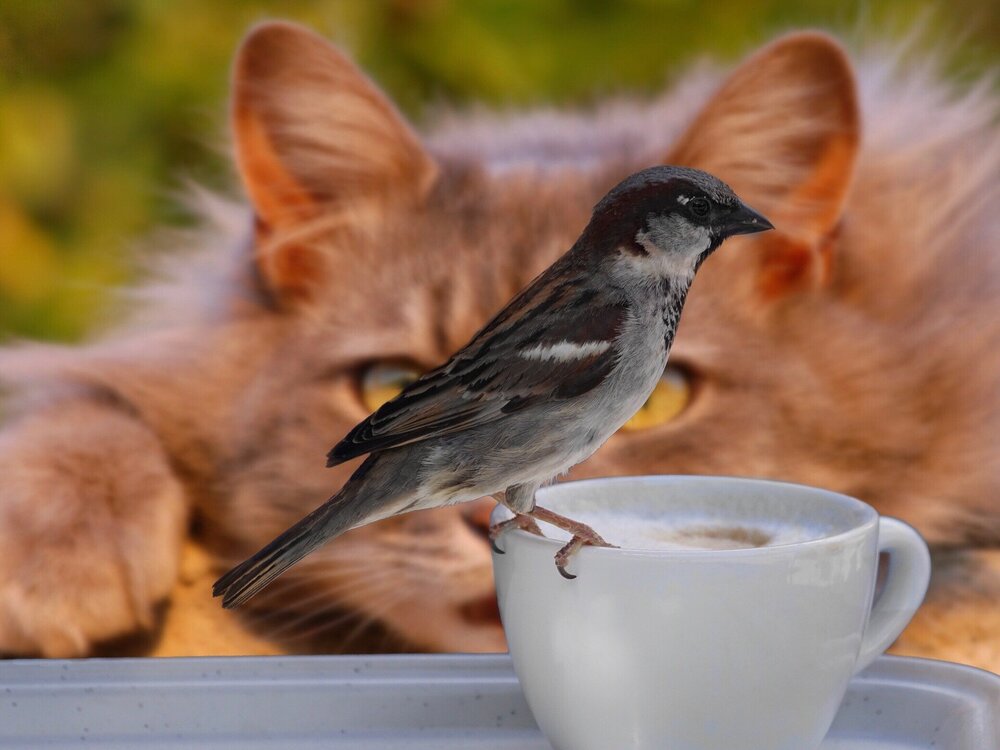 sparrow-2615761_1920.thumb.jpg.0ef6a2b3362f63ee5916d031ccb24202.jpg