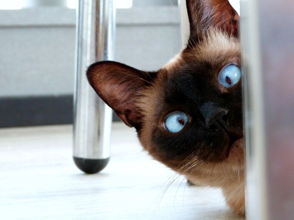 eyes-3924800_1920.thumb.jpg.3d01a42ee1d0651555e44dc9ee20191c.jpg