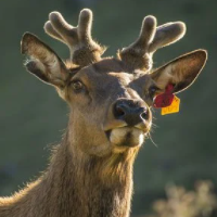 Reindeer-Scalper-Pro-Logo.png.95a2c4f0ec2e1b0eb0b794184f920cec.png