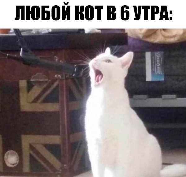 gU9RICQQqjU.jpg