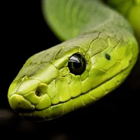 snake-crazy-pro-logo-min.png.ffde3436d7a515605084a16e218bb78f.png