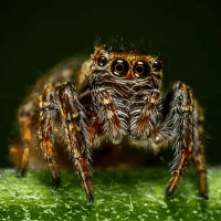 spider-crazy-pro-logo-200x200-3567-min.png.0e904417da1c8abe4c8ae965f9cf3a8b.png
