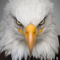 eagle-scalper-pro-logo-200x200-1662.png.d9a367c33f6c9fb4dc38ad03bd1a6569.png
