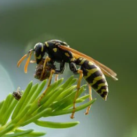 wasp-crazy-pro-logo-200x200-2809.png.a476b5c6b965ac61325aeabefe13186f.png