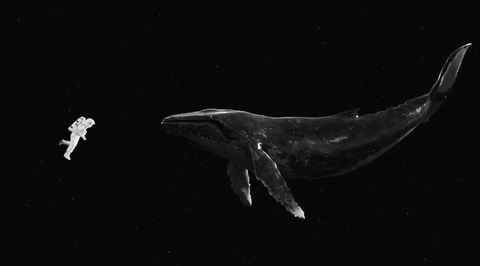 algowhale.gif.b76a804d27fe8f44437541b082404b25.gif