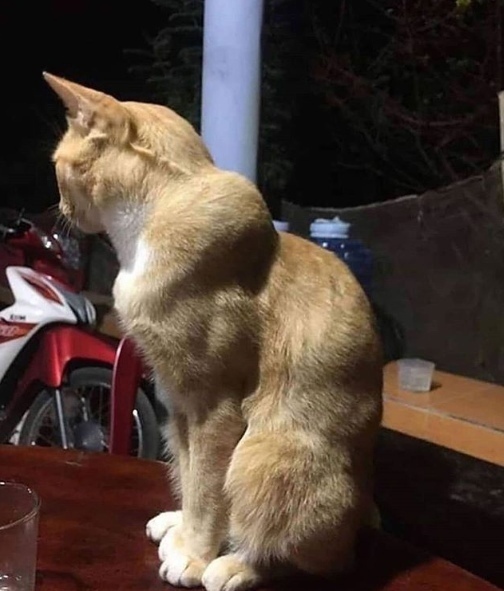 image.jpeg.84ebb86077ec858c6fe1e533ae11092b.jpeg