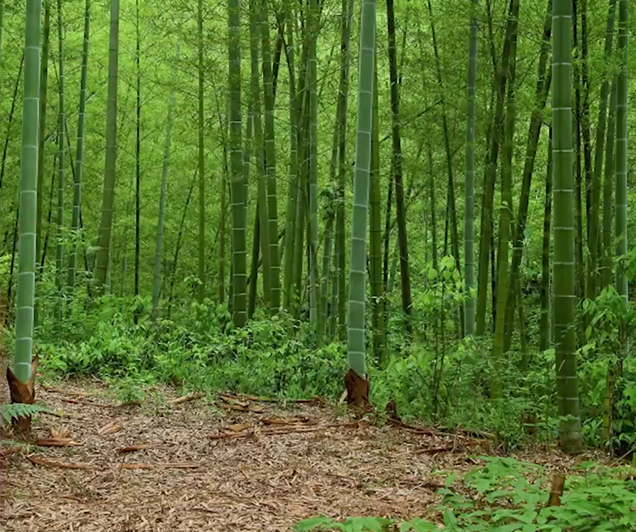 3.-Chinese-bamboo-tree.thumb.png.bec6e94bc2f5c631954045aa8aaee767.png
