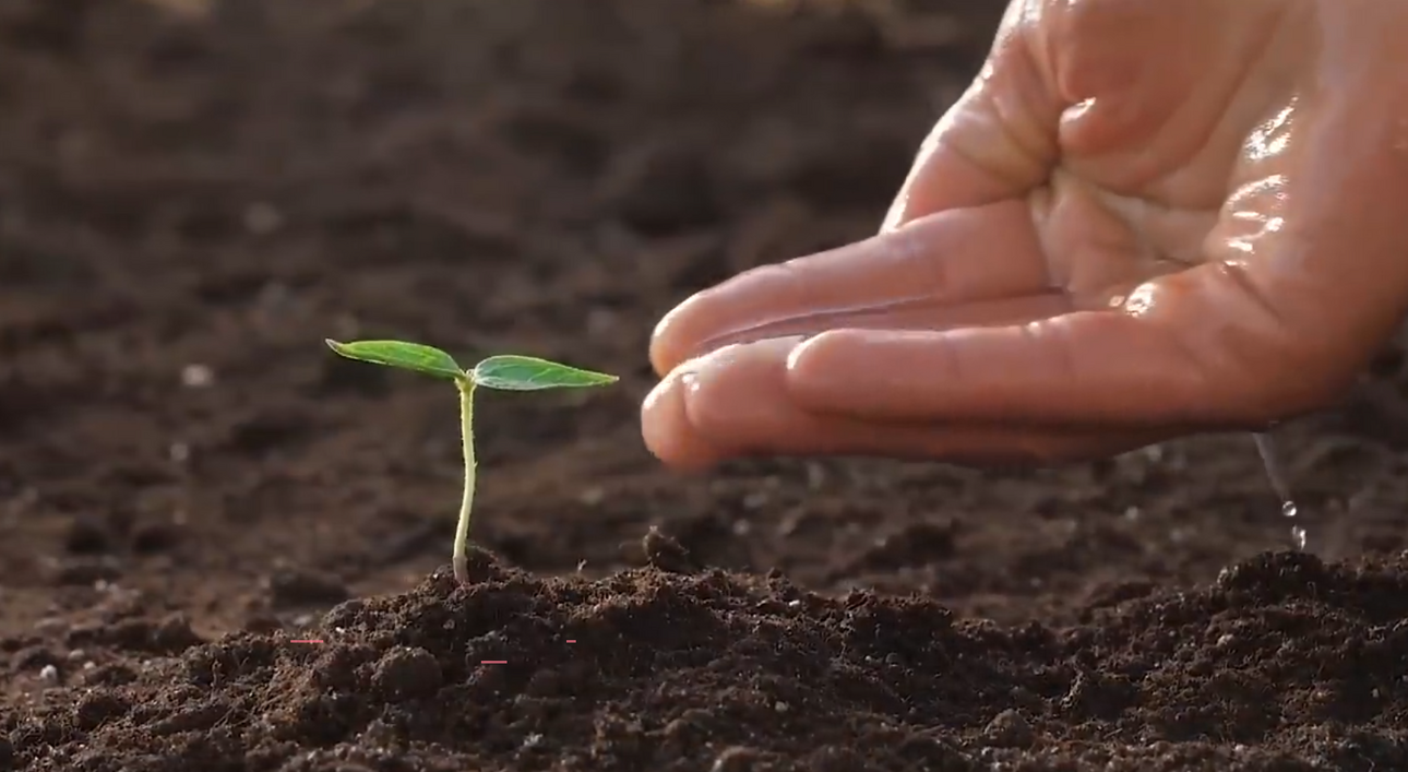 4.-Grow-seed.thumb.png.1bc6bf0a83e86217a7f3667f69b6038f.png