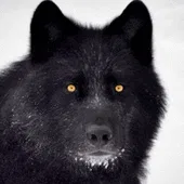 Аватар Wolf