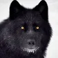 Аватар Wolf