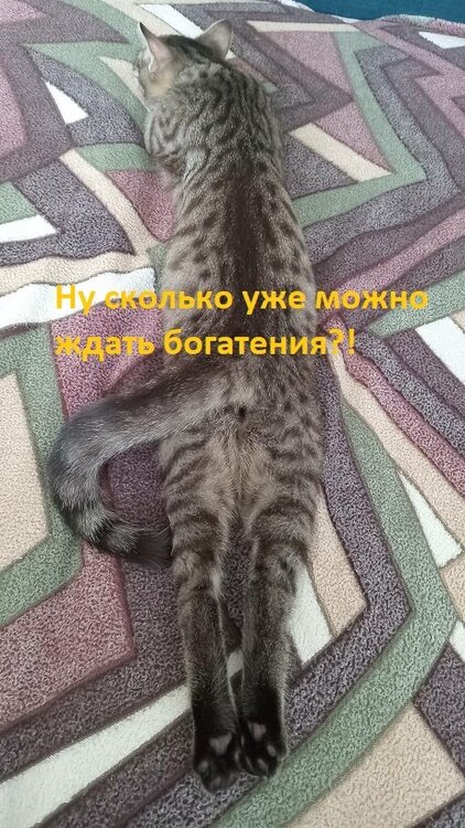 qq.jpg